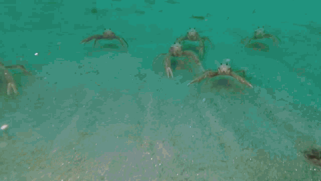 a person wearing a blue glove is holding a crab in their hand in the water .
