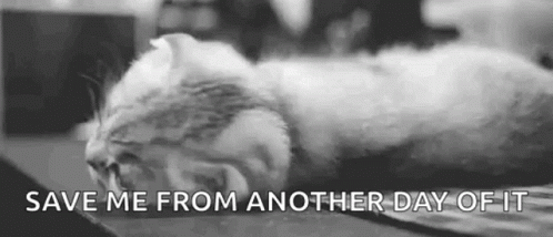 Cat Save Me From Another Day Of It GIF - Cat Save Me From Another Day Of It Cute GIFs
