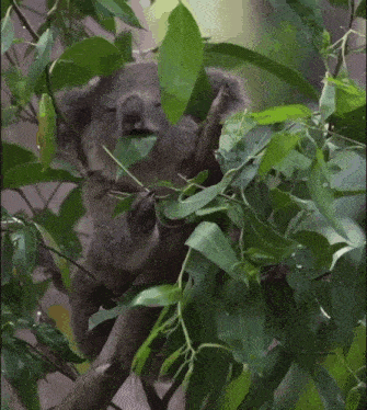 a koala bear eating leaves from a tree