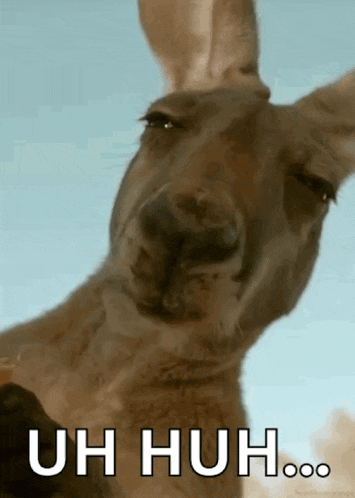 a kangaroo looking at the camera with the words uh huh