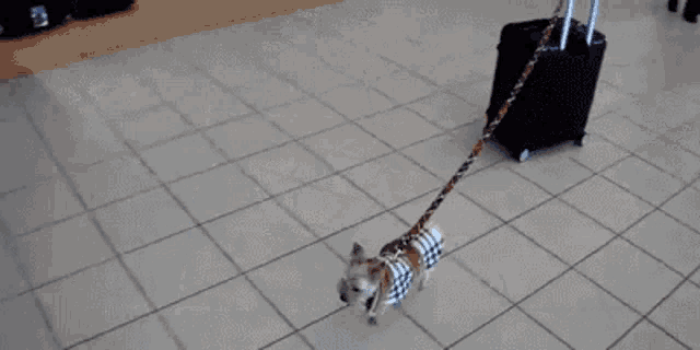 Yorkie Travelling GIF - Yorkie Travelling Luggage GIFs