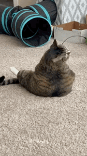 a cat is sitting on a carpet next to a cat tunnel .