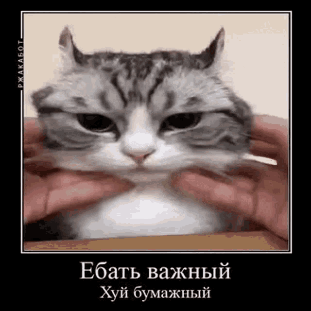 a cat is being squeezed by a person 's hands in a foreign language .