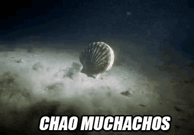 a sea shell is floating in the water with the words chao muchachos written above it .