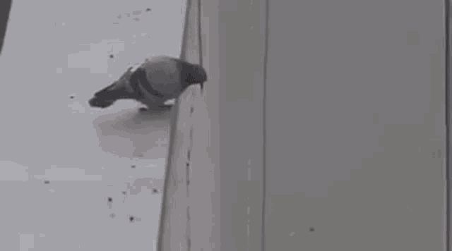 Pigeon Pigeon Falling GIF - Pigeon Pigeon Falling Falling GIFs