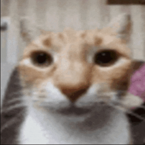 a close up of a cat 's face looking at the camera with a blurry background .