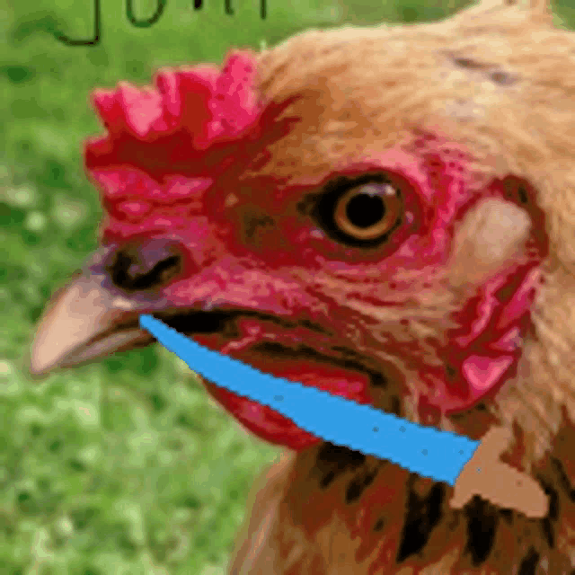 a close up of a chicken 's face with a blue ribbon around its neck