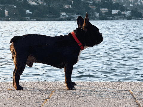 a black dog wearing a red collar is standing on a sidewalk near the water