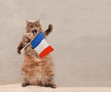 a cat holds a small french flag in its paw