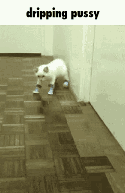 a cat wearing a pair of blue shoes is walking on a wooden floor