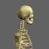 Whiplash Skeleton GIF - Whiplash Skeleton Demonstration GIFs
