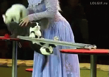 You Can Do It! GIF - Cats Pole Funny GIFs