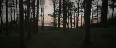 A Trip Through The Woods GIF - Relax Nature Woods GIFs