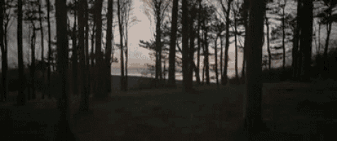 a dark forest with a sunset in the background