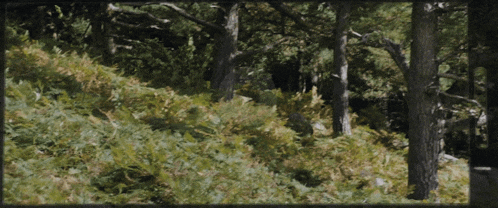 a painting of a forest with trees and ferns in the foreground