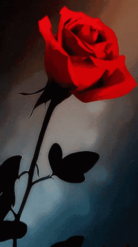 a red rose with a black stem and leaves against a dark background