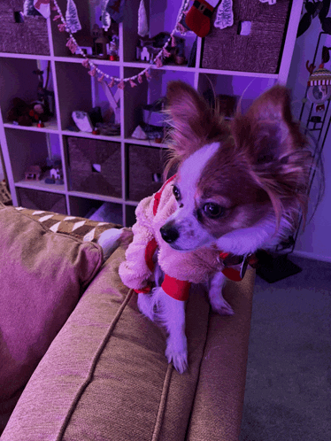a small brown and white dog is wearing a santa claus outfit