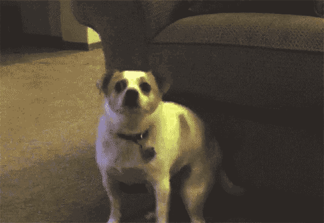 a small white dog with a black collar is standing in front of a chair