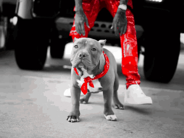 a dog wearing a red bandana is standing in front of a man wearing red pants