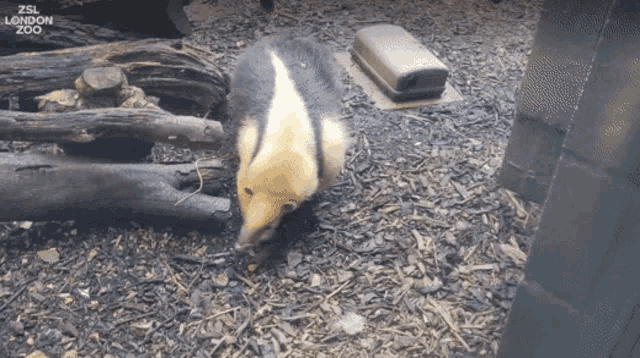 Tamandua Anteater GIF
