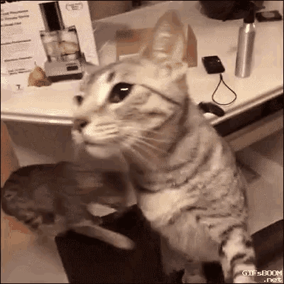 Cats Wtf Is Going On GIF