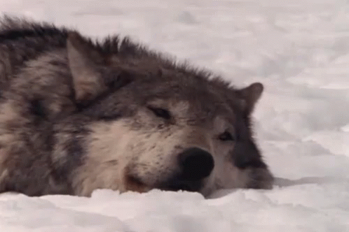 Resting Wolf GIF - Rest Wolf Sleeping GIFs