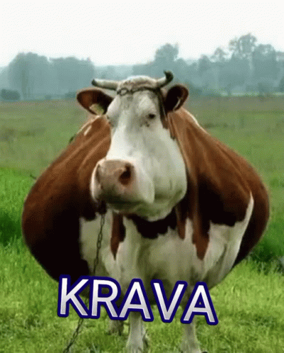 Krava крава GIF - Krava крава корова GIFs