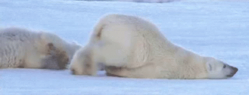 Me This Morning Polar Bear GIF - Me This Morning Polar Bear Lazy GIFs
