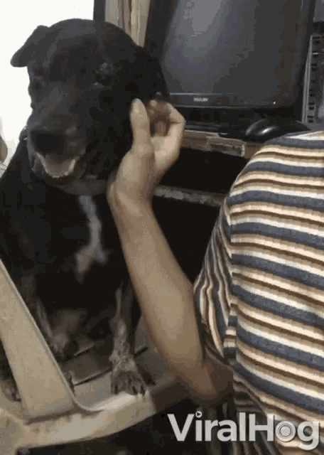 Dog Hound GIF - Dog Hound Black Dog GIFs