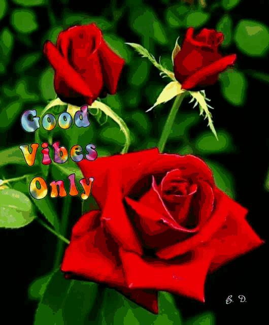 two red roses with the words good vibes only on them