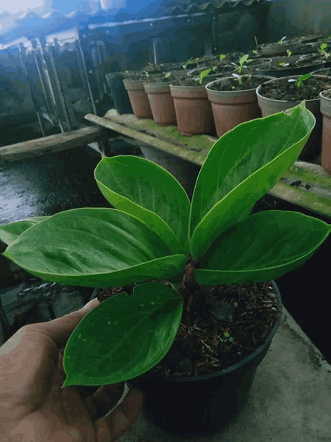 a person is holding a small green plant in front of a row of potted plants