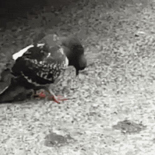 a black and white photo of a pigeon standing on the ground .