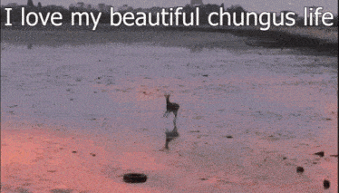 a picture of a deer on a beach with the words i love my beautiful chungus life above it
