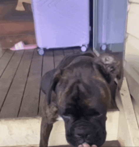 a dog standing on a porch with a purple suitcase behind it