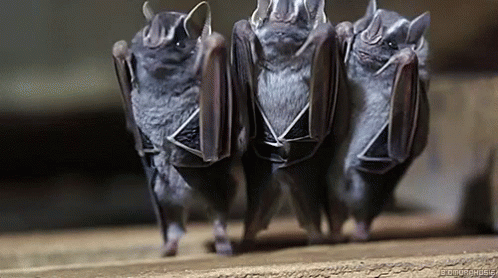 Funny Animals Bats GIF - Funny Animals Bats Animals GIFs