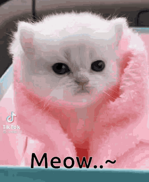 Cat Cute GIF - Cat Cute Blanket GIFs
