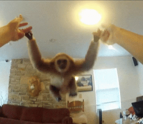Gibbon Funny Animals GIF - Gibbon Funny Animals Cute GIFs