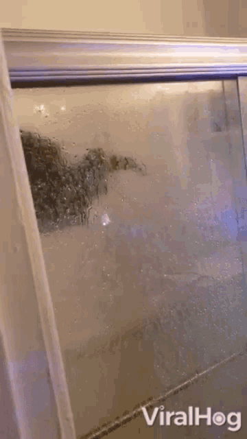 Parrot Prefers A Shower Bathing GIF - Parrot Prefers A Shower Bathing Cooling Off GIFs