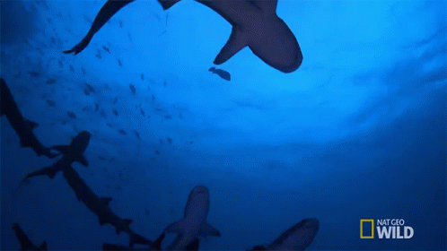 From Below GIF - Sharks Shark Shark Infested GIFs
