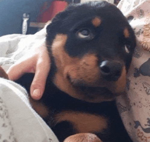 a person is holding a puppy in their arms and the puppy is looking at the camera .