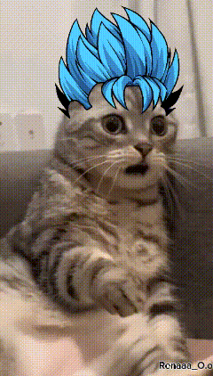 a cat with a blue wig on its head looks surprised