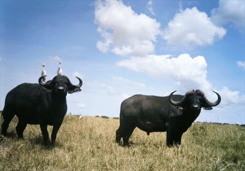 Buffalo GIF - African Buffalo GIFs