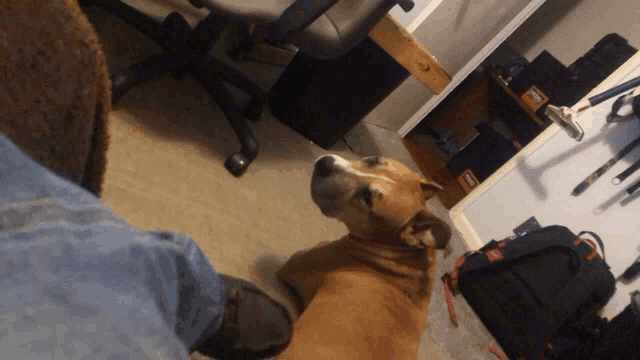 a brown dog is laying on the floor next to a person 's leg