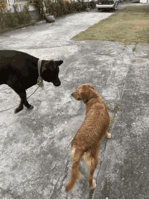 a black cow and a brown dog are walking on a sidewalk