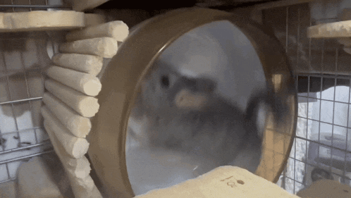 a small animal in a cage with a wheel that says ' ioe ' on it