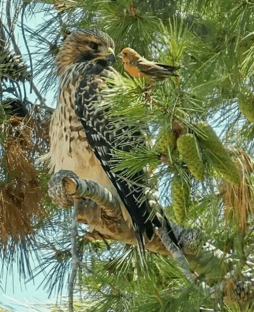 a bird perched on a tree branch with a smaller bird eating from it 's beak