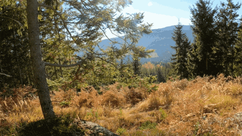 a tree stands in the middle of a field with mountains in the background