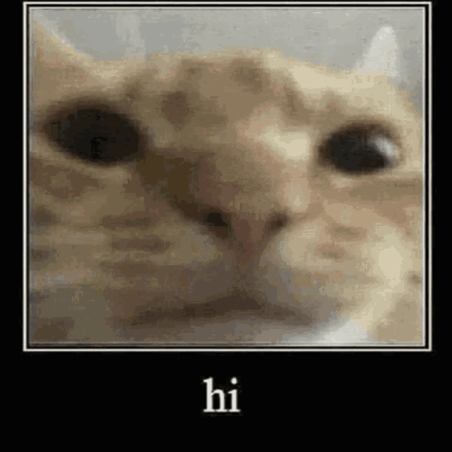 a close up of a cat 's face with the words `` hi '' written on it .
