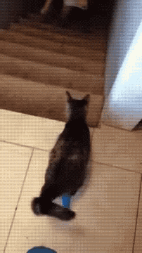a cat is walking down a set of stairs with a blue object in front of it