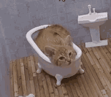 a cat is in a bathtub in a bathroom